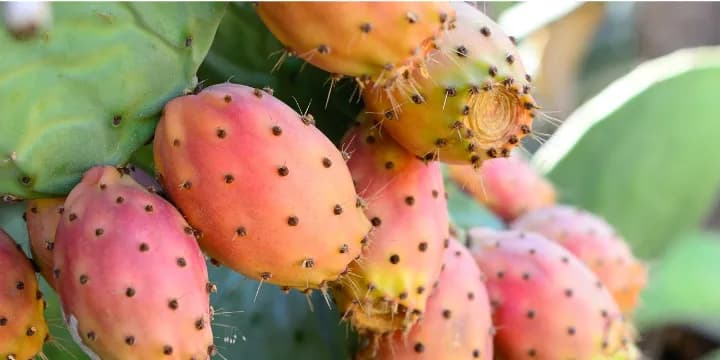 Gdzie kupić likier z opuncji na Malcie? Sprawdź najlepsze miejsca