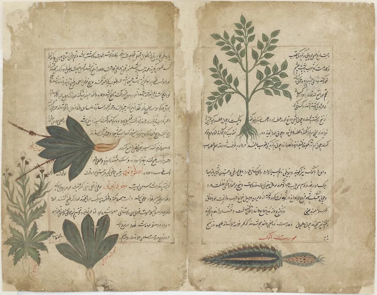 Państwo na Półwyspie Arabskim jako roślina zielna: ich tajemnice i znaczenie